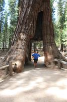 Schon groß, der Baum ...