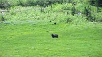 Schwarzbär im Mount Rainier National Park
