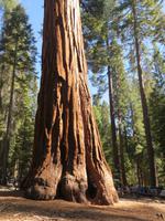 Sequoias