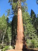 Sequoias