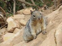 Squirrel oder ?