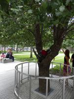 Survivor Tree