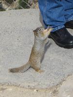 Vorsicht Squirls