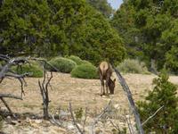 Wapiti im Grand Canyon