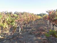 Weingut in Napa Valley