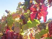 Weingut in Napa Valley