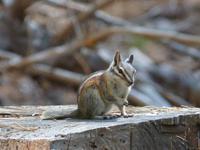 Yosemite Nationalpark - Tierwelt