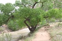 Zion N.P.