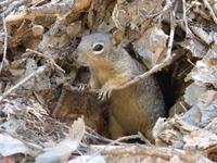 Zion Nationalpark - Tierwelt