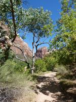 Zion Nationalpark