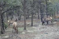 am Eingang des Grand Canyon Nationalparks