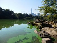 im Central Park