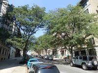 in Harlem