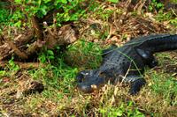 in den Everglades