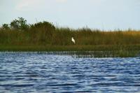 in den Everglades