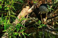 in den Everglades