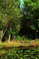 in den Everglades