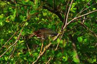 in den Everglades