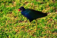 in den Everglades