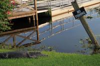 in den Everglades