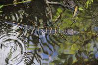 in den Everglades