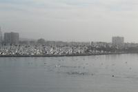 morgendliches Spektakel der Pelikane und Delfine