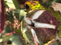 Baumwolle Fruchtkapsel