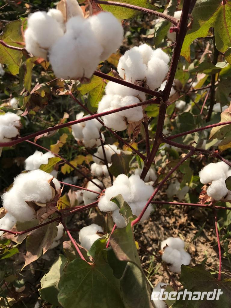 Baumwollpflanze