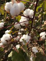 Baumwollpflanze