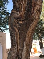 Sharisabz Maulbeerbaum