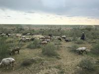 Auf dem Weg von Chiwa nach Buchara