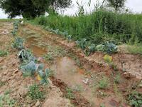 Besichtigung der landwirtschaftlichen Felder auf dem Weg nach Schachrisabs