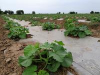 Melonen-Felder auf dem Weg nach Schachrisabs