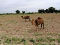 Dromedar (Kamel mit einem Höcker) am Straßenrand bei Schachrisabs