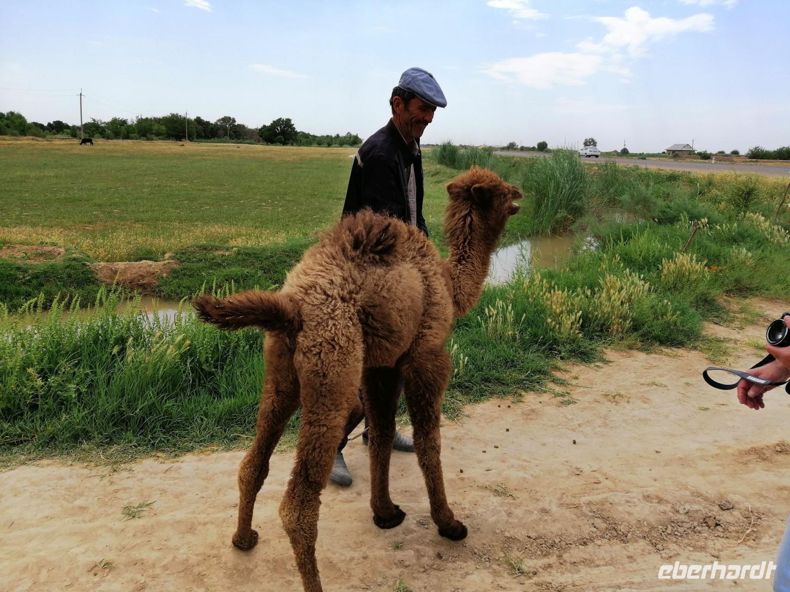 Dromedar am Straßenrand bei Schachrisabs