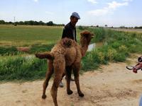 Dromedar am Straßenrand bei Schachrisabs