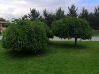 Maulbeerbäume im Park vom Gur-Emir-Mausoleums in Samarkand