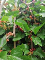 Maulbeerbäume im Park vom Gur-Emir-Mausoleums in Samarkand