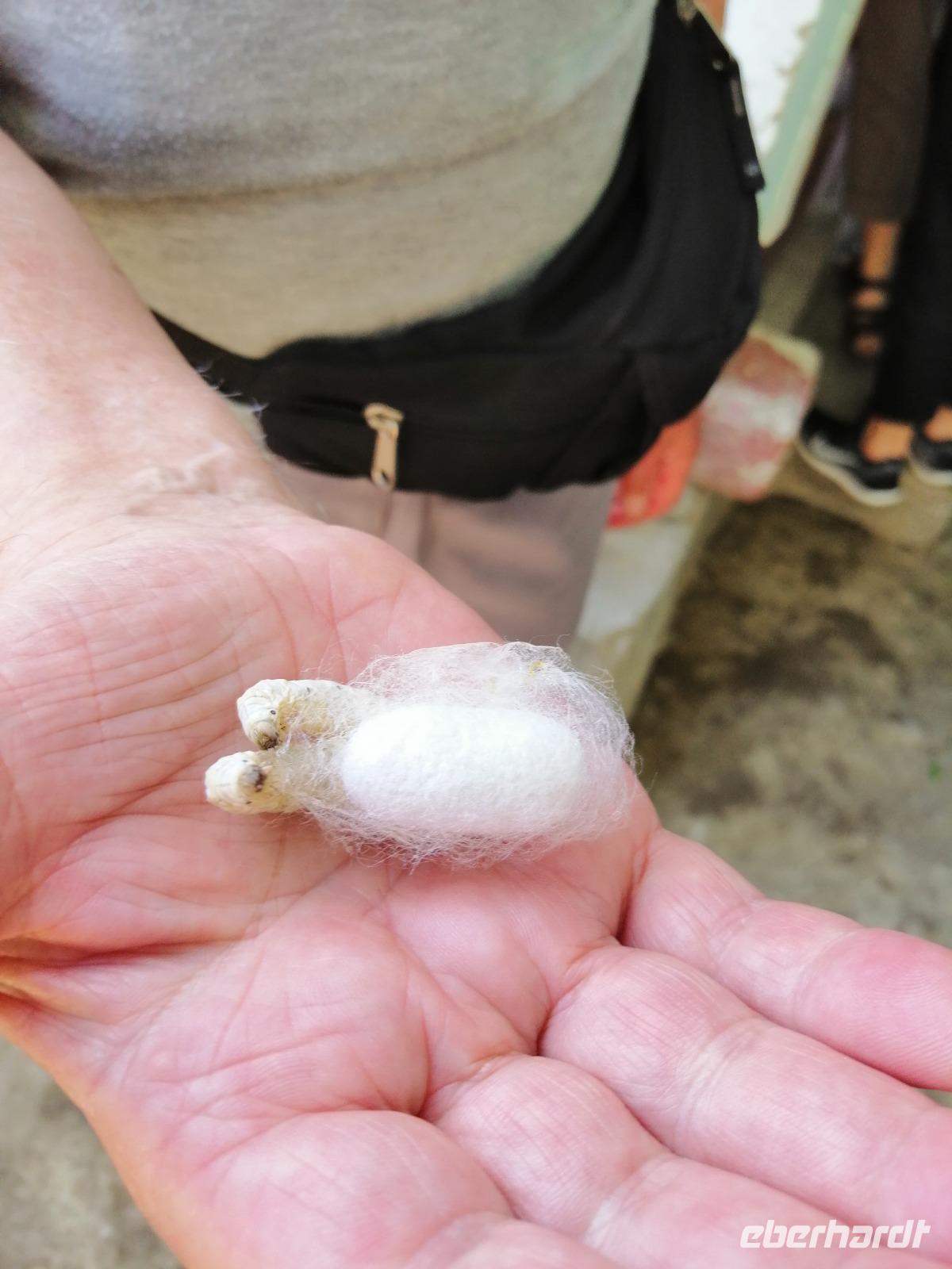 Besichtigung einer privaten Seidenraupenzucht-Farm