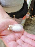 Besichtigung einer privaten Seidenraupenzucht-Farm