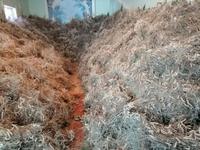 Besichtigung einer privaten Seidenraupenzucht-Farm