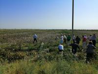 Baumwolle-Plantage, Fahrt nach Buchara