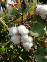 Baumwolle-Plantage, Fahrt nach Buchara