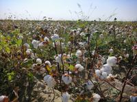 Baumwolle-Plantage, Fahrt nach Buchara