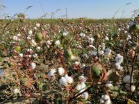 Baumwolle-Plantage, Fahrt nach Buchara