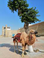 Ark-Zitadelle, Buchara