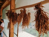 Seidenpapier-Werkstatt von Toshev Davron, Buchara