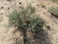 Besichtigung der Wüste während der Fahrt nach Schachrisabs, Salzkraut