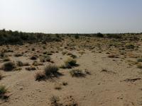 Besichtigung der Wüste während der Fahrt nach Schachrisabs