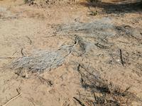 Besichtigung der Wüste während der Fahrt nach Schachrisabs, Saksaul als Feuerholz